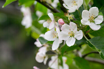tree - apple trees blossomed, close-up of white and pink flowers of a fruit tree on a branch on a blurred background