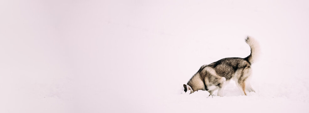 Error 404 Page Not Found Concept. Young Husky Dog Play And Fast Running Outdoor In Snow, Winter Season. Sunny Day. Copy Space, Copyspace. - Powered by Adobe