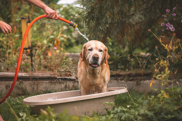Labrador dog in hot weather is watered from a hose