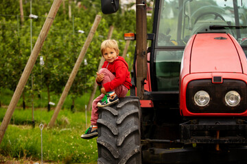 Apple tree plantations in Norway, summertime, child checking the apples