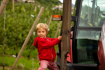 Apple tree plantations in Norway, summertime, child checking the apples