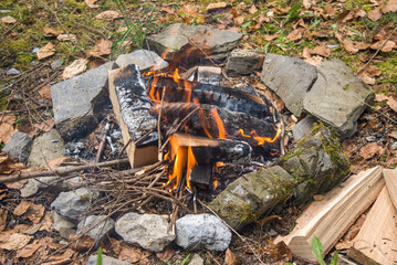 Campfire in the forest burning wood logs