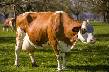 red brown cow grazing on an apple tree field
