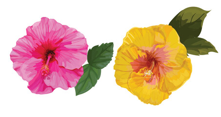 hibiscus vector illustration