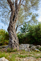 old olive trees in the Montenegro