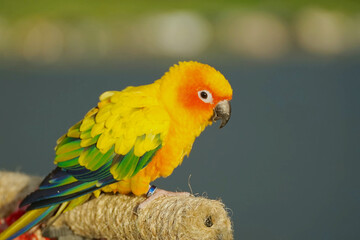 Sun conure parrot or bird Beautiful on blur nature background (Aratinga solstitialis) exotic pet adorable, native to amazon