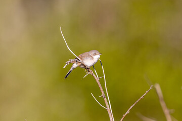 Lesser whitethroat (Sylvia communis) on twig