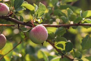A juicy ripe pink apple with dew drops in the rays of sunlight