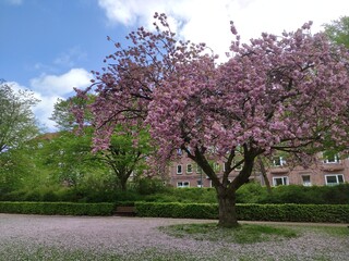 Obraz premium blooming cherry tree in spring