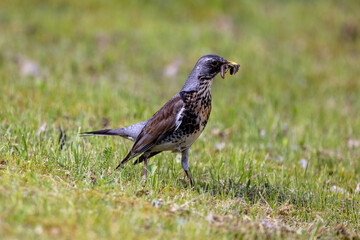 Fieldfare with maggots in its beak