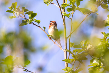 Common rosenfinch singing from a branch