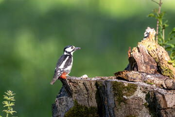Great spotted woodpecker on a tree stump