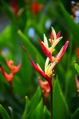 red and yellow flower