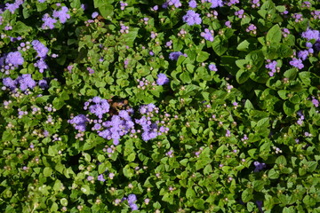 background of violet little flowers in the garden
