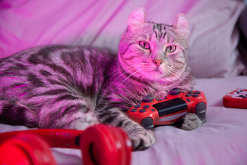 Cat gamer with joystick headphone want to challenge playing video game online. Cyber Neon Lights Style. professional streamers gaming cat concept