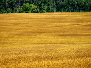 Fototapeta premium champs de blé à Bouges-le-château dans l'Indre en France