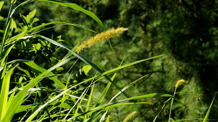 The Beautiful Green Weeds In A Forest