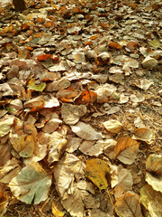 Autumn leaves covering the woodland floor. Natural leaf pattern of red and orange fallen foliage