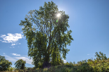 Sun flare breaking through the branches of a large leafy tree on a hill, overgrown field in foreground, blue sky, sunshine, nobody
