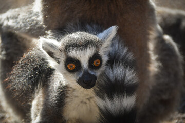 Lemur Kata is sitting on the floor and looking in the lens.