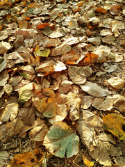 Autumn leaves covering the woodland floor. Natural leaf pattern of red and orange fallen foliage