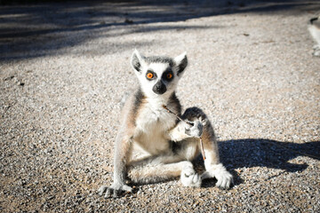 Fototapeta premium Lemur Kata is sitting on the floor and looking in the lens.