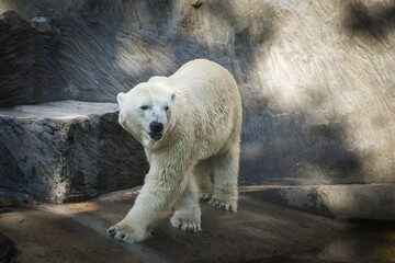Polar bear at the zoo. An animal in captivity. Northern Bear.