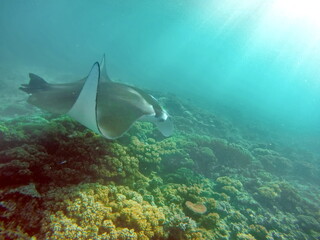 Manta ray feeding on a reef in the Yasawa Islands of Fiji, in the South Pacific - obrazy, fototapety, plakaty