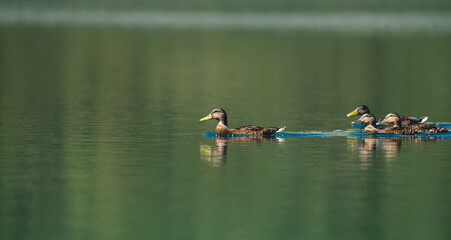 Enten die durch eine Bergsee schwimmen