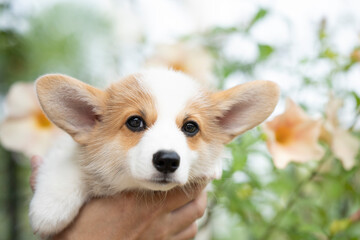 Puppy corgi dog in holding hand in summer sunny day outdoor
