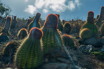 Cactus along a hill on Ram's Head trail - 528498222