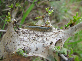 close-up of caterpillar on the spiderweb