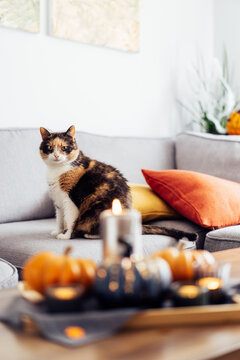 Sitting cat on the couch with blurred autumn, fall composition for hygge home decor. Pumpkins, burning candles on tray on coffee table in the living room. Home cozy mood. Vertical. Selective focus.