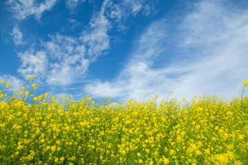 春の菜の花と青空