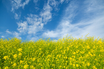 Obraz premium 春の菜の花と青空