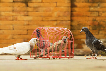 Beautiful Pigeons in a cage for photograph posing among free bird offered for newlyweds to set free for happiness