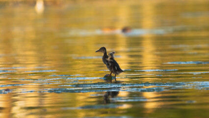 Kleine Ente die ihre Flügel streckt in der Abendsonne