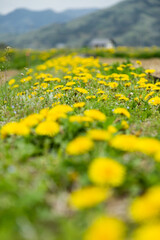 春の田んぼのあぜ道に咲くたんぽぽの花