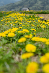 春の田んぼのあぜ道に咲くたんぽぽの花