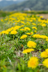 春の田んぼのあぜ道に咲くたんぽぽの花