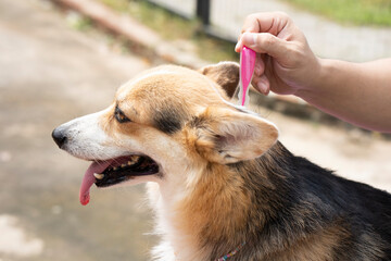 Close up a man applying tick and flea prevention treatment and medicine to his corgi dog or pet - obrazy, fototapety, plakaty