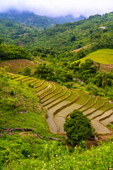 Fototapeta na wymiar Rizière en terrasses au nord du Vietnam