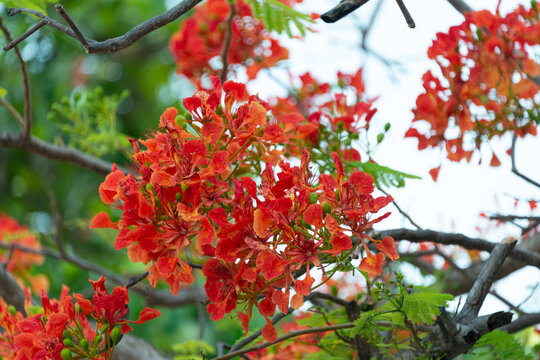 Red Flowers Tree In Costa Rica