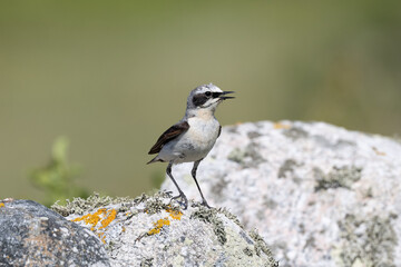Northern wheatear on a limestone rock