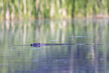 Eurasian beaver swimming in a lake