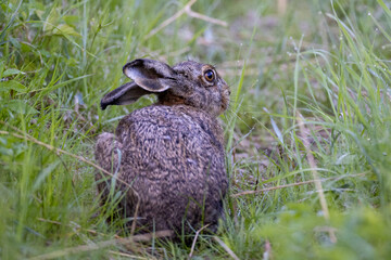 European hare sitting in the grass
