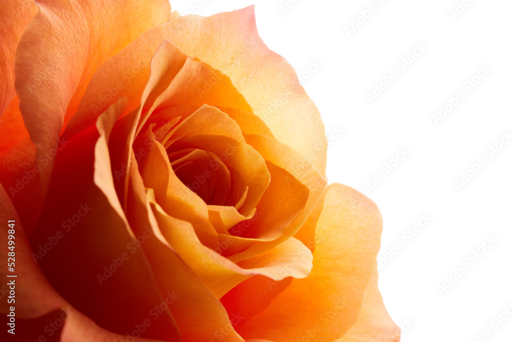 Wall mural Yellow rose isolated on white background