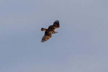 Osprey (Pandion haliaetus) flyning in the sky