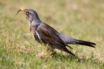 Fieldfare with a maggot in the beak
