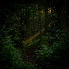 Shaft of Light Through Dark Forest